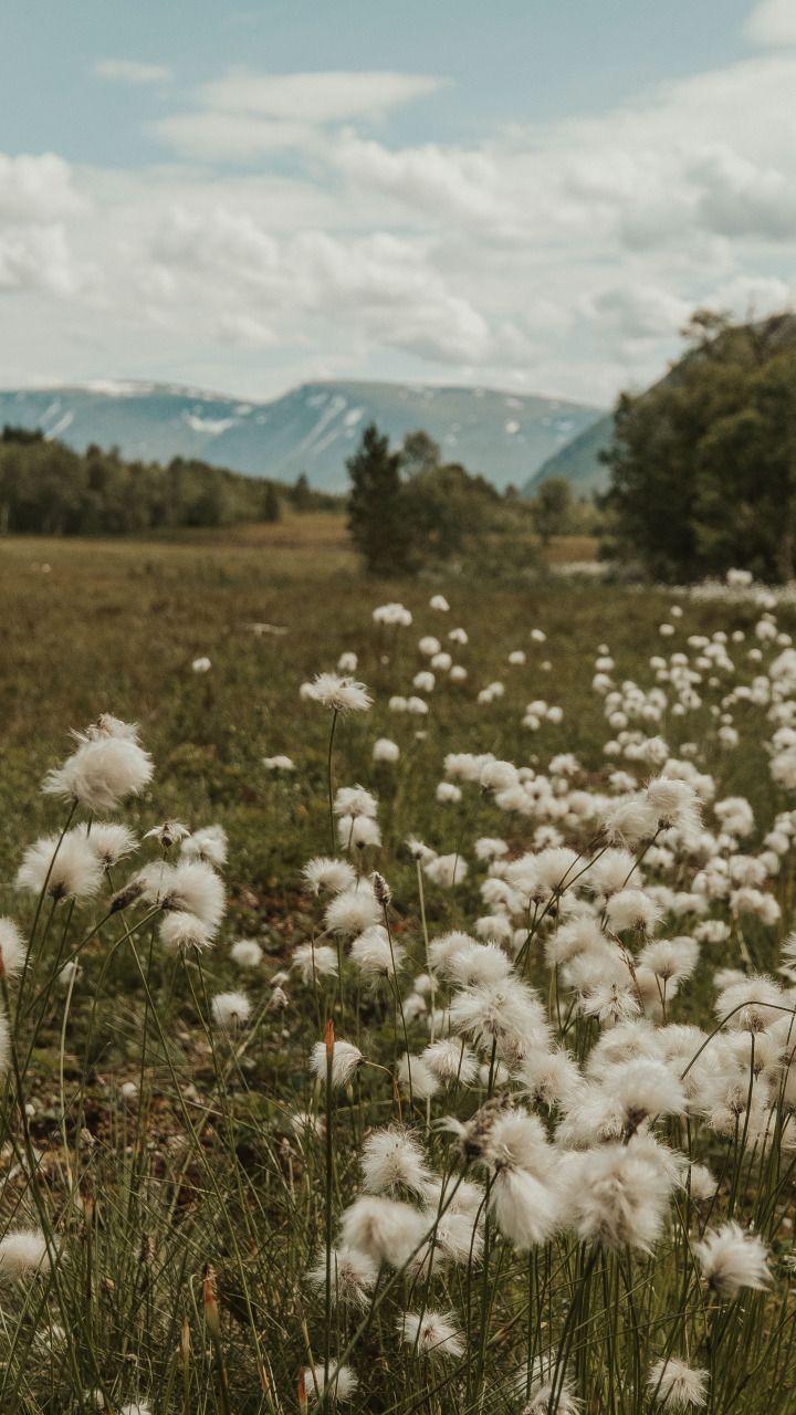 Corporate meeting room with carefully timed floral arrangements that maintain elegance throughout business hours